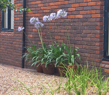 South Africa comes to Hampton Wick